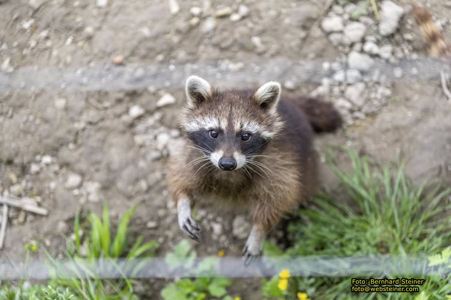 Natur- und Erlebnispark Buchenberg, Mai 2023