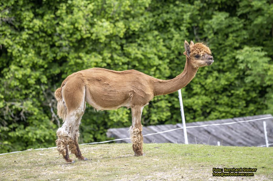 Natur- und Erlebnispark Buchenberg, Mai 2023