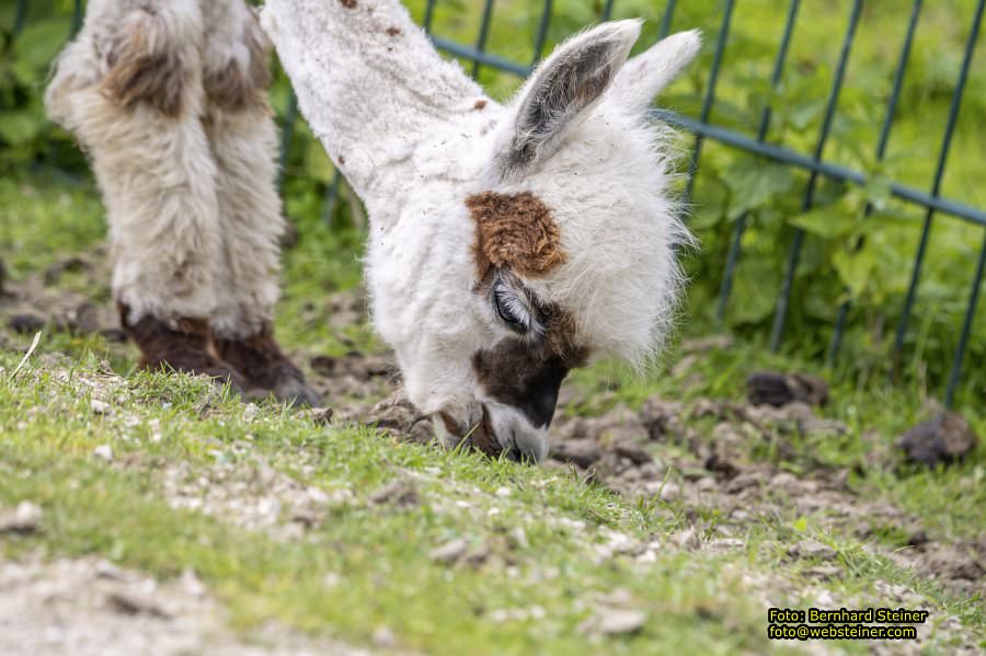 Natur- und Erlebnispark Buchenberg, Mai 2023