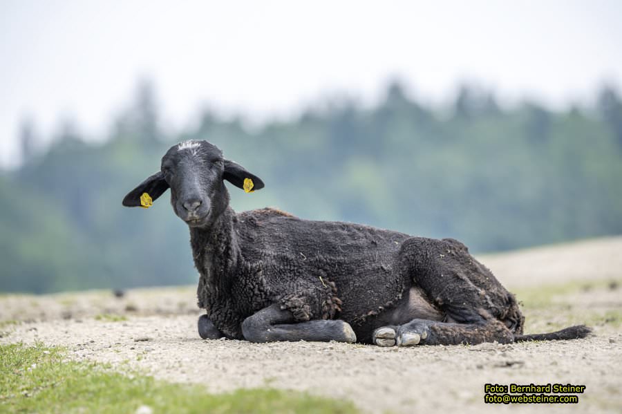 Natur- und Erlebnispark Buchenberg, Mai 2023