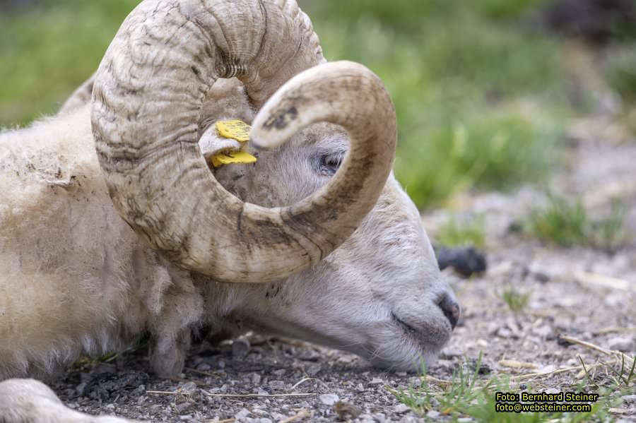 Natur- und Erlebnispark Buchenberg, Mai 2023