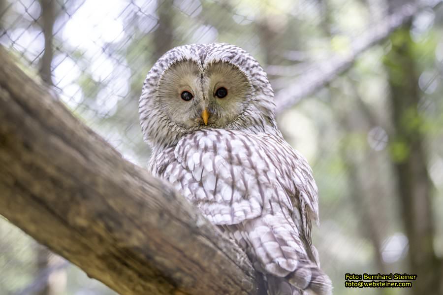 Natur- und Erlebnispark Buchenberg, Mai 2023