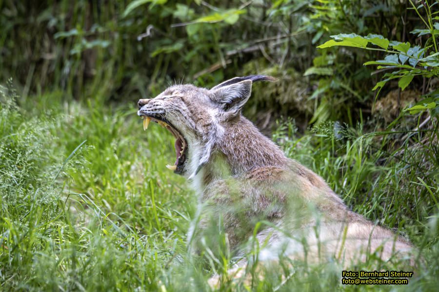 Natur- und Erlebnispark Buchenberg, Mai 2023