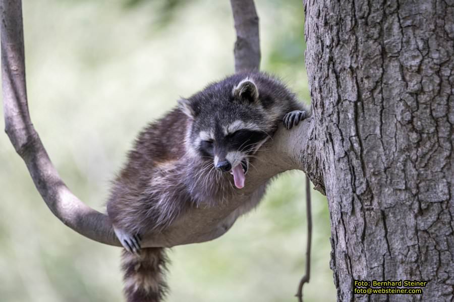 Natur- und Erlebnispark Buchenberg, Mai 2023