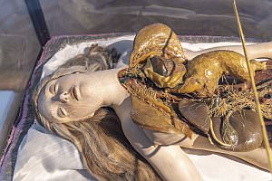 Projekt: Josephinum - Medizinhistorisches Museum Wien, April 2023