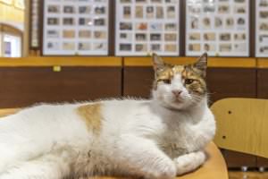 Projekt: Kotor in Montenegro, Mai 2025