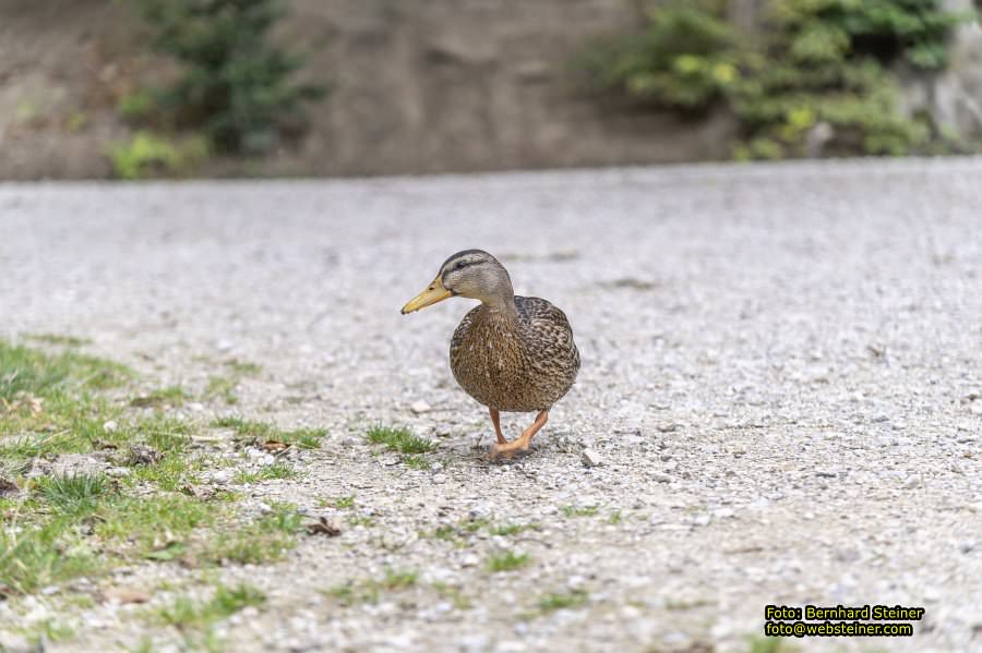 Naturpark Sparbach, September 2023