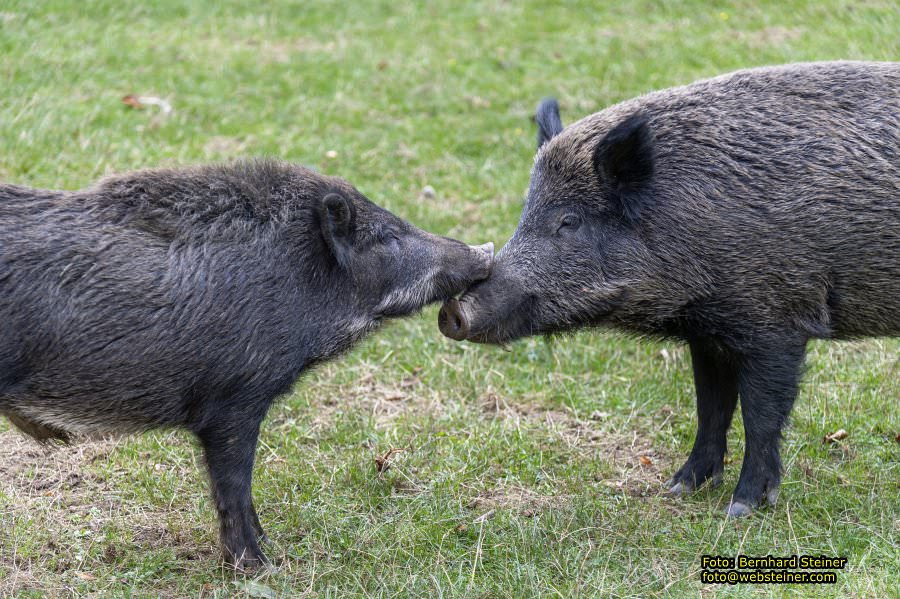 Naturpark Sparbach, September 2023