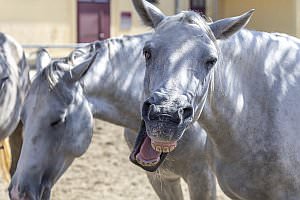 Projekt: Lipizzanergestt Piber bei Kflach, September 2023