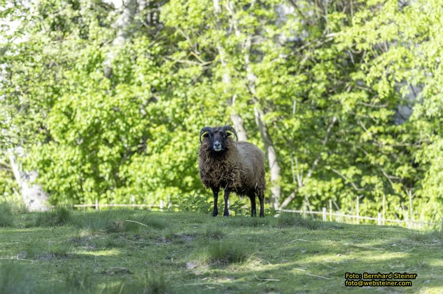 Schloss Orth, Orth an der Donau, Mai 2023