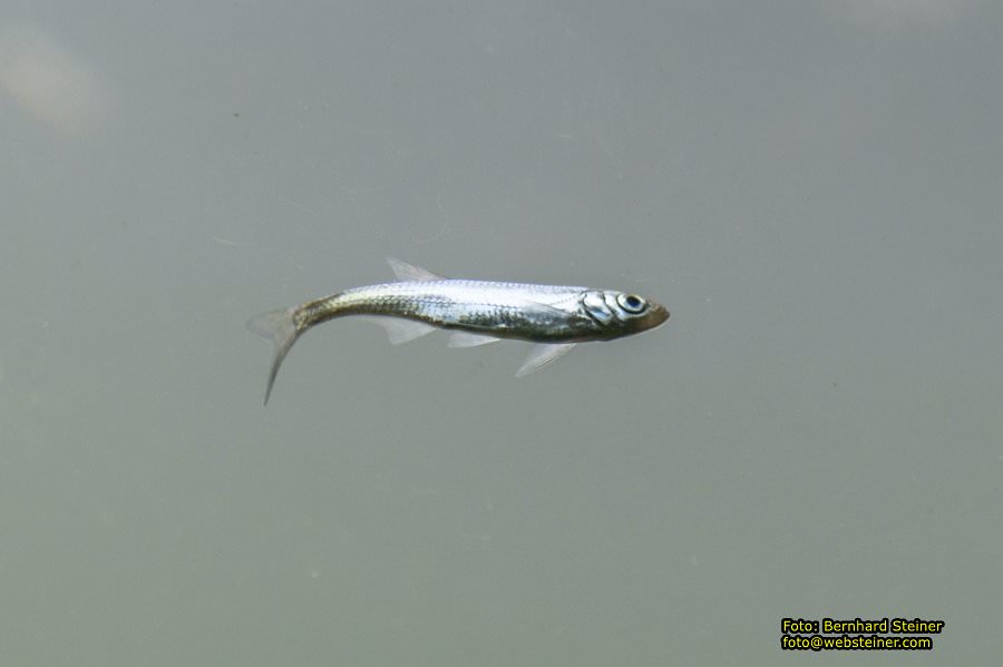 Schloss Orth, Orth an der Donau, Mai 2023