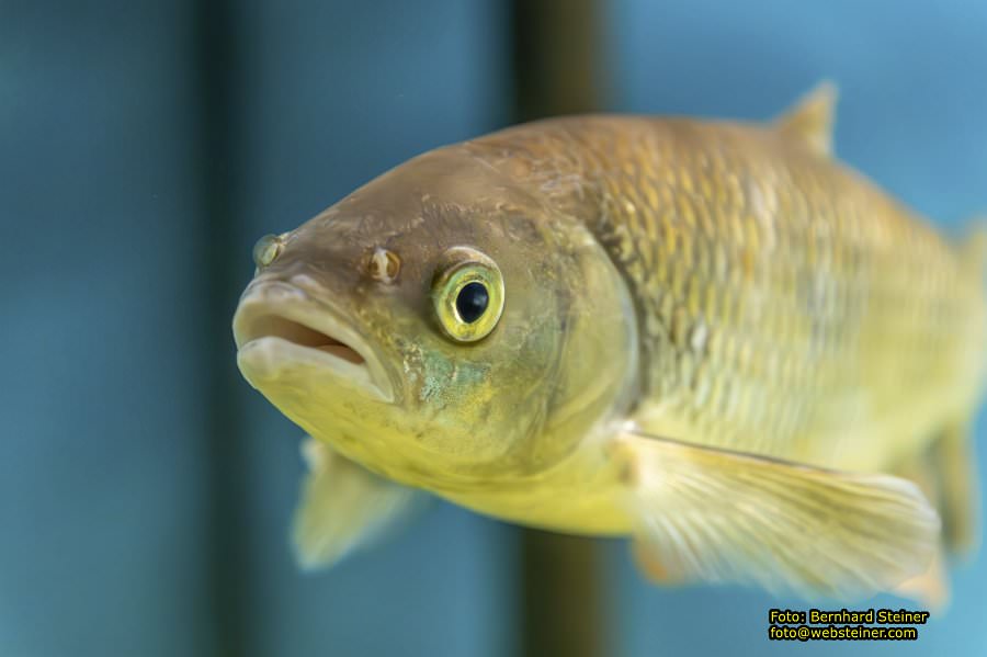 Schrems im Waldviertel, Oktober 2023