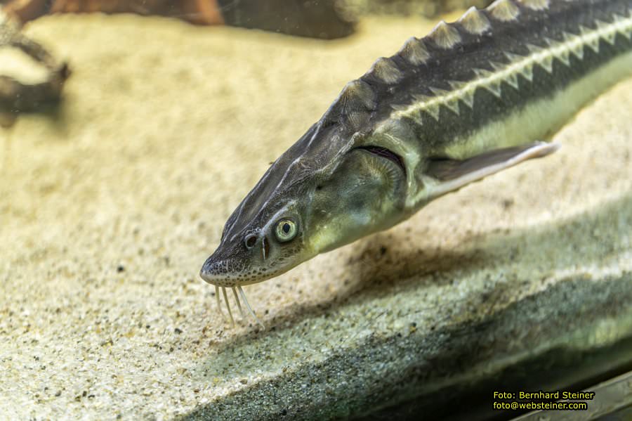 Schrems im Waldviertel, Oktober 2023