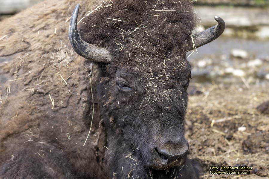 Tierpark Stadt Haag, März 2023