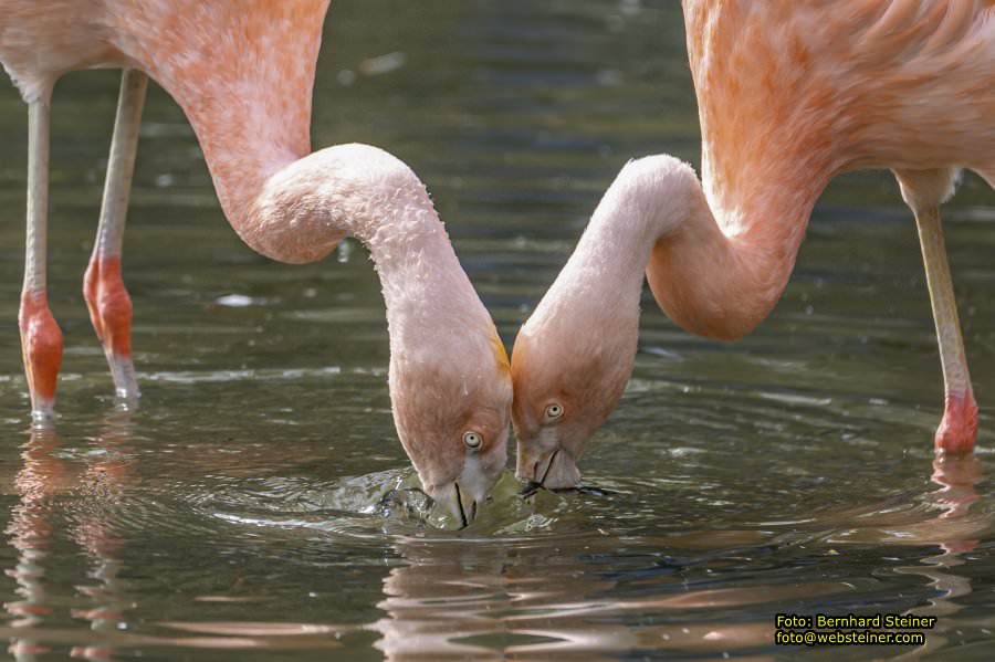 Tierpark Stadt Haag, März 2023