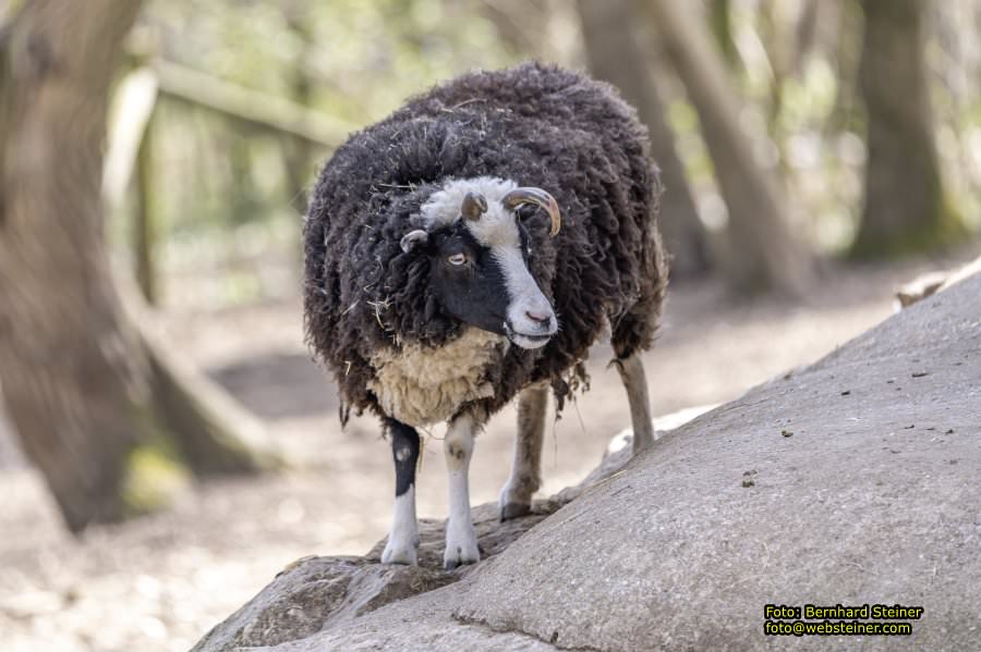 Tierpark Stadt Haag, März 2023