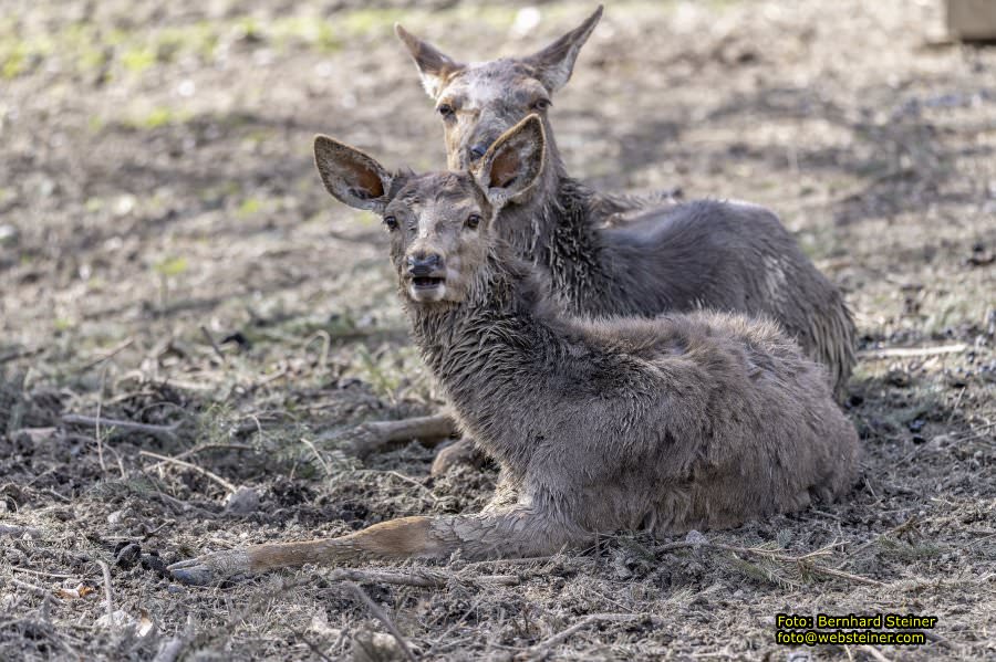 Tierpark Stadt Haag, März 2023