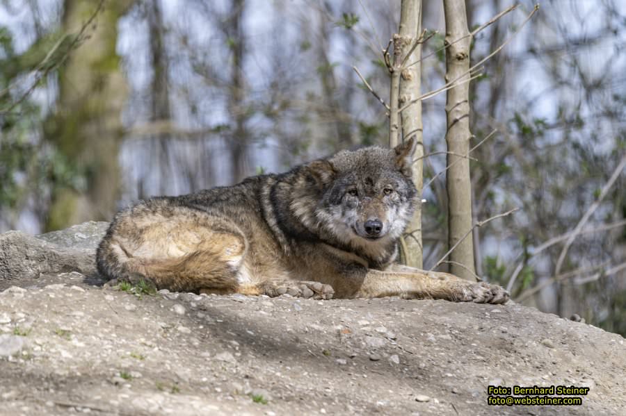 Tierpark Stadt Haag, März 2023