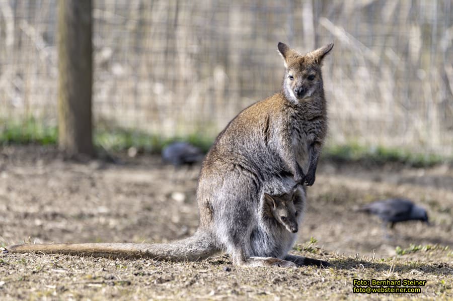 Tierpark Stadt Haag, März 2023