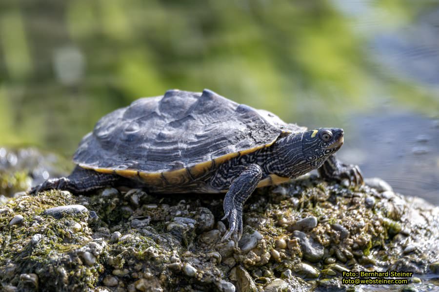 Tierpark Stadt Haag, März 2023