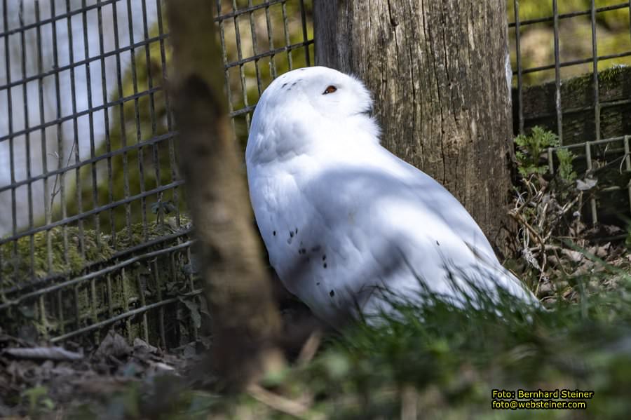 Tierpark Stadt Haag, März 2023