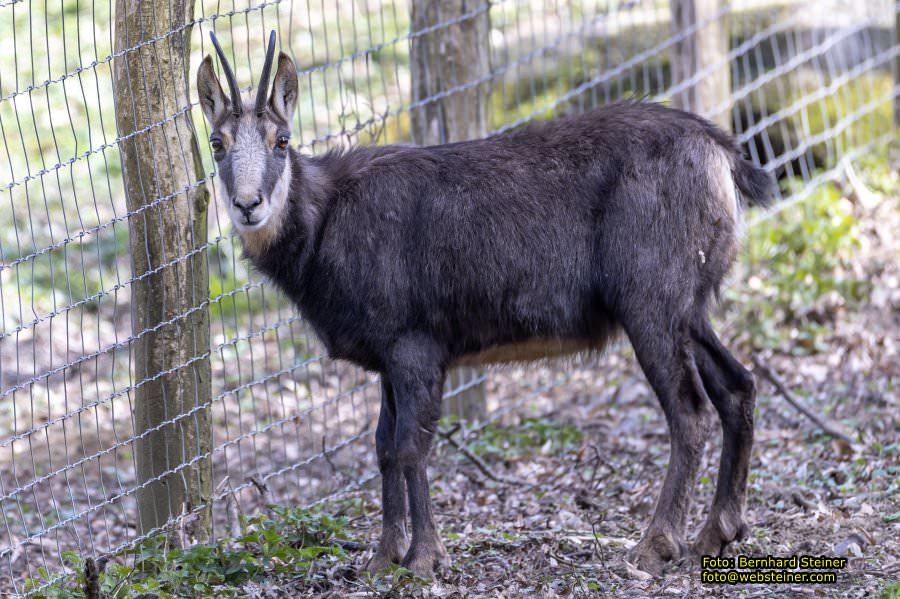 Tierpark Stadt Haag, März 2023