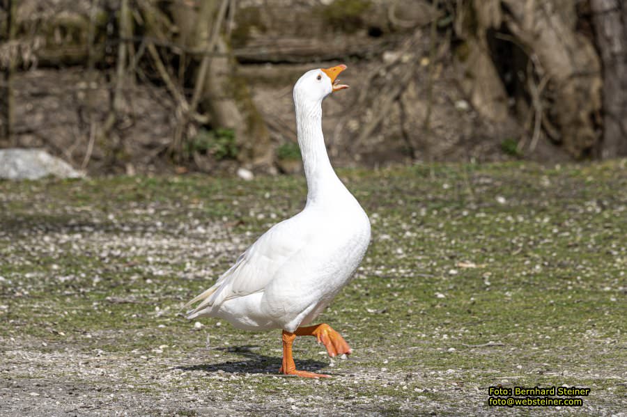 Tierpark Stadt Haag, März 2023