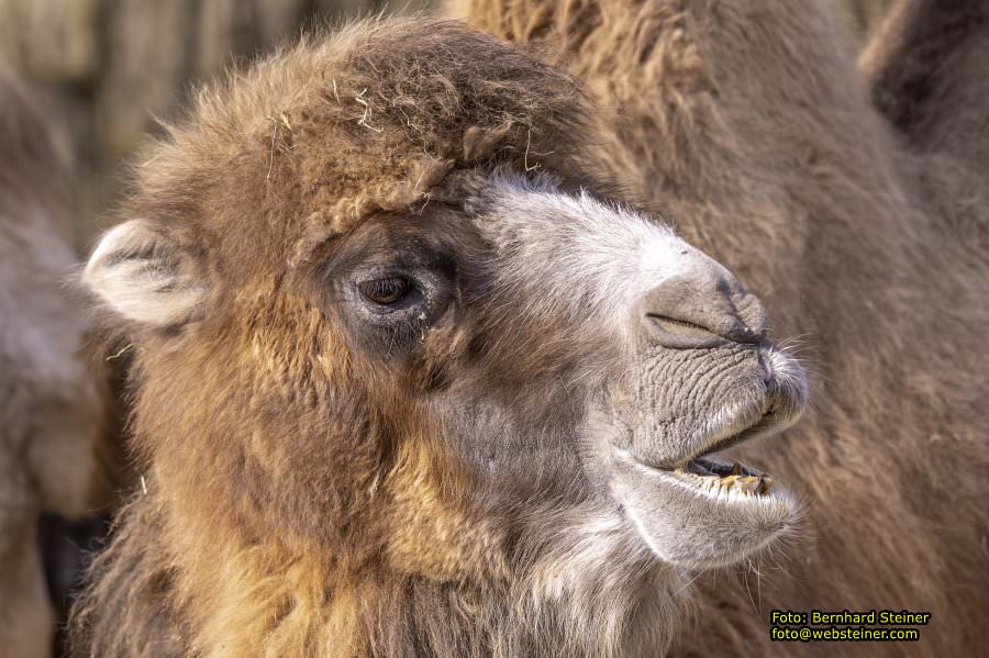 Tierpark Stadt Haag, März 2023