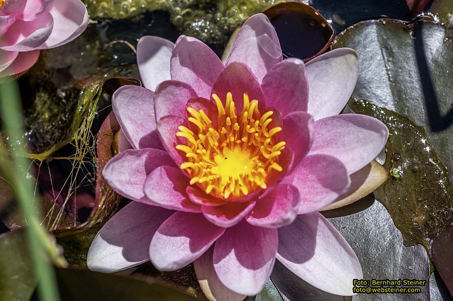 Garten Tulln an der Donau, Mai 2022