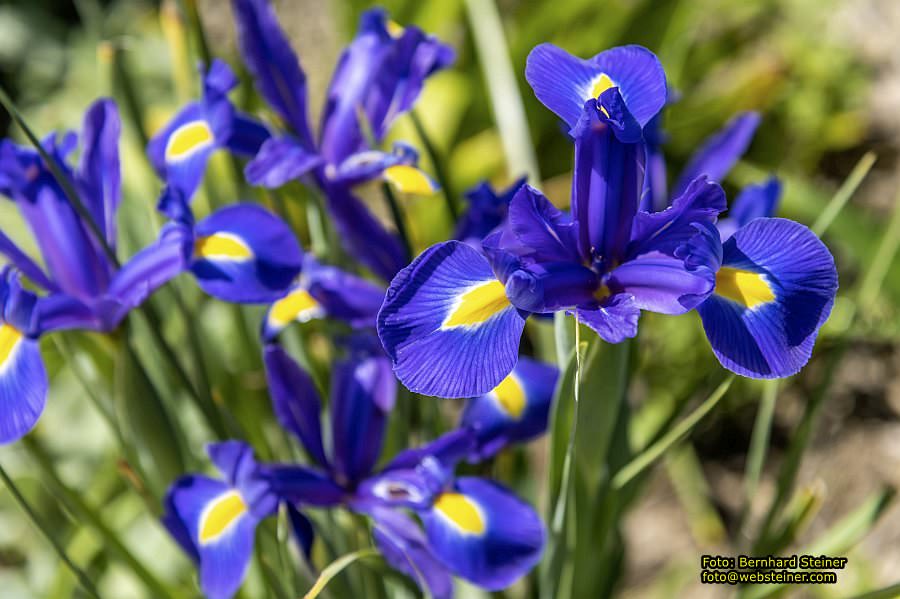 Garten Tulln an der Donau, Mai 2022